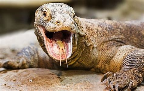 So i guess this is my art account! B.I. dos animais: Dragão de Komodo