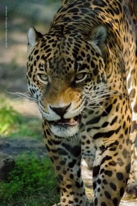 Jaguar Big Cats Wildlife Animals Animals