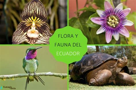 Flora Y Fauna Del Ecuador Caracter Sticas Y Ejemplos The Best
