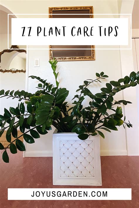 Pin On Houseplants House Plant Care Tips