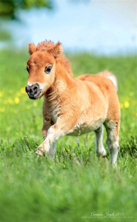 67 Best Miniature Ponies Images On Pinterest Mini Horses Beautiful