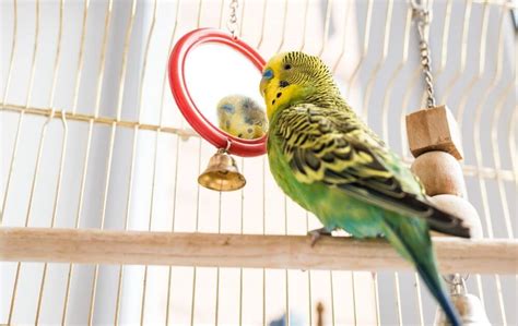 How To Tell If A Parakeet Is Pregnant