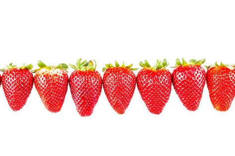 Strawberries Line Stock Image Image Of Perfect Healthy 32712047