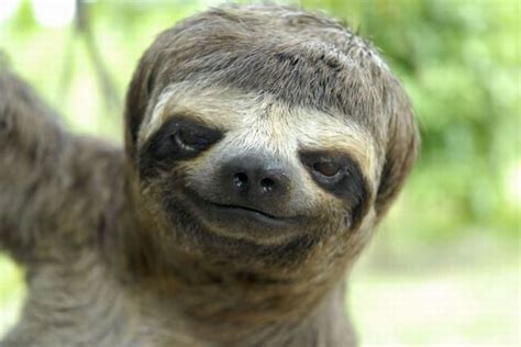 Smiling Sloth Sloths Funny Wife Memes Sloth
