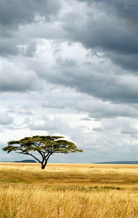 Umbrella Acacia Serengeti National Park Tanzania Safari Krajobraz