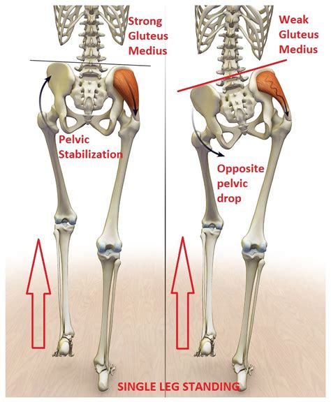 The lower back and hip share many groups of muscles. Pin on Body Works