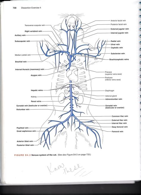 October 28 observe the blood vessels diagrams above, where you can see the structures of arteries and veins clearly labeled. Objectives 34, 37, & 41: Lymph organs, Immune System and B ...