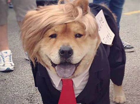 12 Dogs Who Hilariously Resemble Politicians Social News Daily