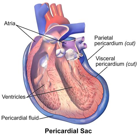 Pericardium Anatomy Location Pericardium Function