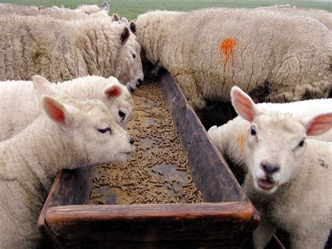 Imageafter Photos Sheep Wool Farm Feeding Trough Marks Lambs Food