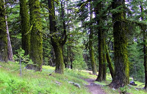 Webinar—climate Forests The Case For Protecting Ancient Forests