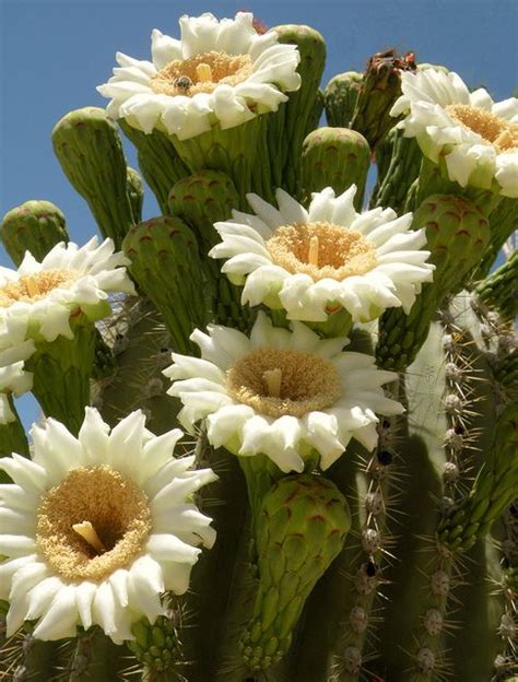 Cactus Blossoms Cactus Flowers Cacti And Succulents Planting Flowers