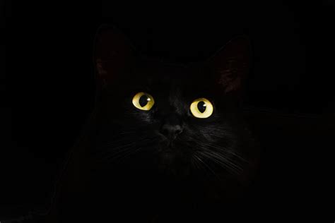 En Güzel 10 Siyah Kedi Cinsi Miyavliyo