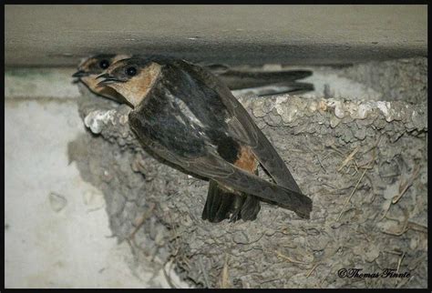 thomas finnie photography cave swallows