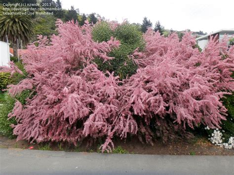 Choose from our huge selection of colorful blooming bushes. Plant Identification: CLOSED: ID of a pink flowering shrub ...