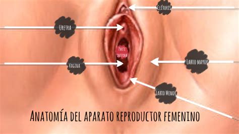 Gruñón Albany Unir anatomia de la uretra femenina Rugido Hectáreas Mentor