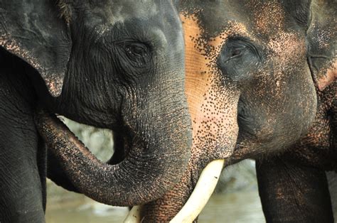 무료 이미지 자연 야생 생물 동물원 포유 동물 동물 상 태국 엄니 닫다 트렁크스 큰 인도의 코끼리