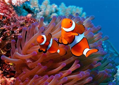 Clownfish Fishes World Hd Images And Free Photos