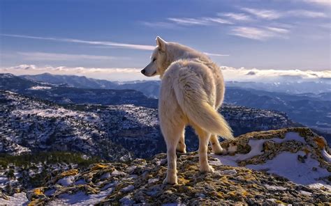 Clouds Snow Wolf Mountains Stones Sky White Phone Wallpapers