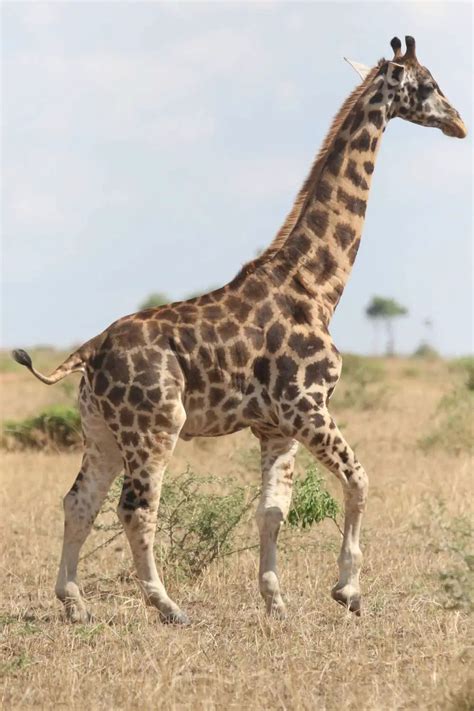 Girafas Anãs Encontradas Na Selva Pela Primeira Vez