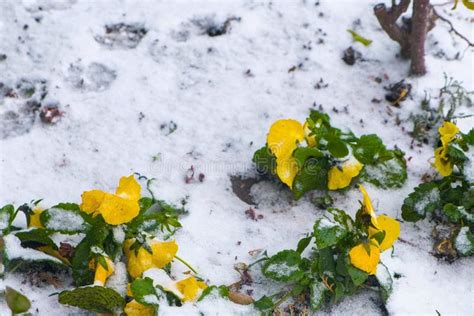Yellow Beautiful Flowers In Snow In The Southern Region Sudden Winter