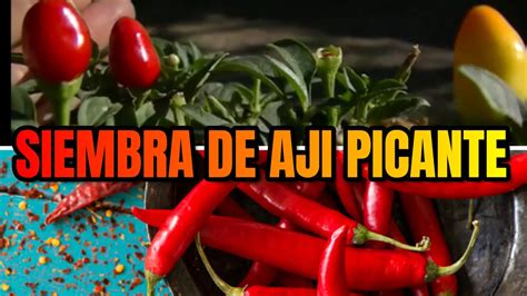 🌶como sembrar aji picante chile peperoni 🌶 en casa🏡 sin semillas como germinar aji youtube