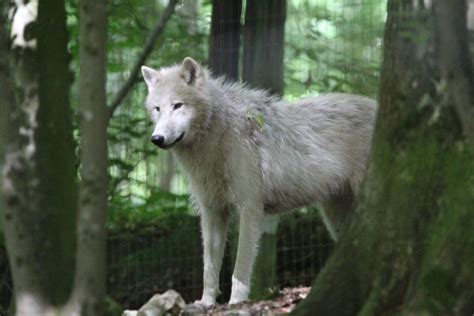 Actualités Des Zoos Nature Et Zoo Lactualité Des Parcs Zoologiques