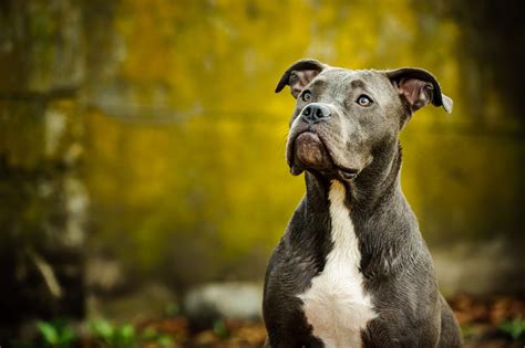 Several Kind Blue Nose Pitbull Facts