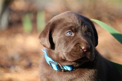 Chocolate Labrador Retriever Puppies Blocky Head Puppies For Sale