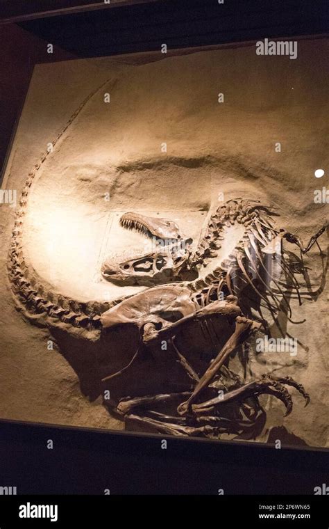 Dinosaur Provincial Park Bones Hi Res Stock Photography And Images Alamy