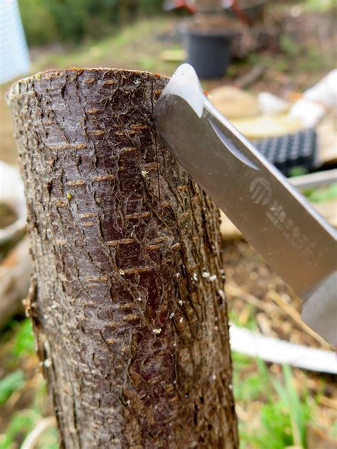 How To Do A Bark Graft Good Life Permaculture
