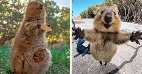 21 Photos Of Quokkas That Prove They Are The Undisputed Cutest Animal
