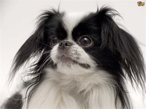 Learning More About The Japanese Chin Dog Pets4homes
