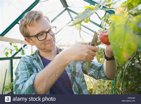 Man Pruning Tomato Plant In Greenhouse Stock Photo