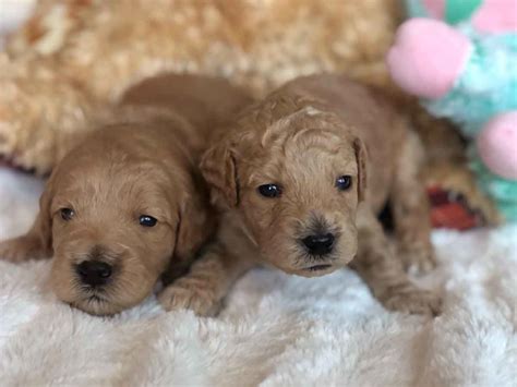 The goldendoodle gained popularity in the 1990's, and breeders soon began developing a smaller goldendoodles by introducing the mini. Teacup Goldendoodle - Mini Goldendoodle & Medium Goldendoodles
