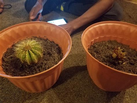 Many cacti species prefer to be fed a. Finally got big pots for my balloon cactus and mimicry ...