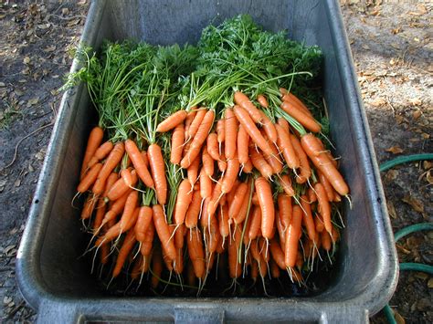 Carrots Sweetwater Organic Farm