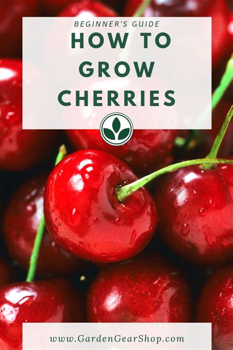 Growing Cherries Beginners Guide How To Grow Cherries Potted Fruit Trees Planting Fruit Trees