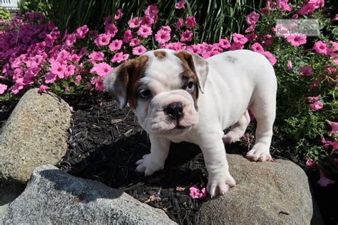 Tienda online de hush puppies chile. Charley: English Bulldog puppy for sale near Chicago ...