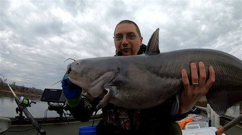 Giant Catfish Caught On The Cumberland River Youtube