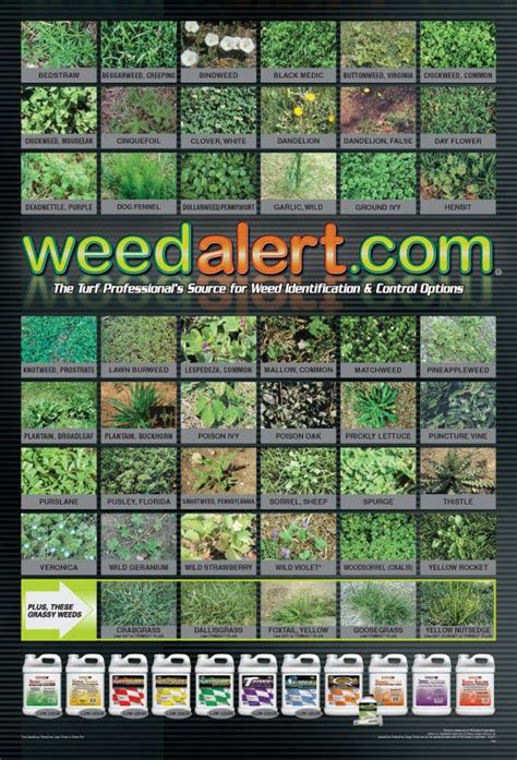 Common Lawn Weed Identification Chart