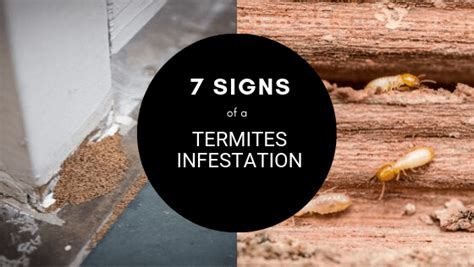 7 Signs You May Have A Termite Infestation Southern Suburbs Pest Control