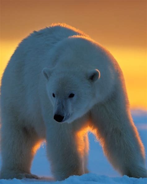 Beautiful Polar Bear Cute Polar Bear Animals Beautiful