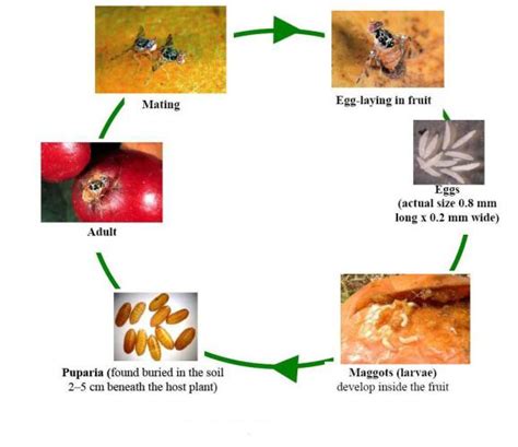 Fruit Fly Life Cycle