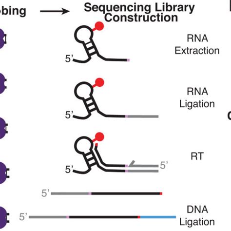 Srp Rna Cotranscriptional Folding A Secondary Structure Of The Final