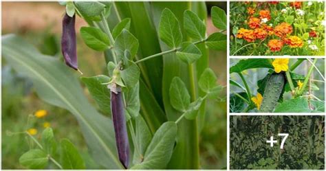 12 Corn Companion Plants For A Bountiful Harvest