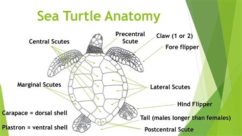 Sea Turtle Shell Anatomy