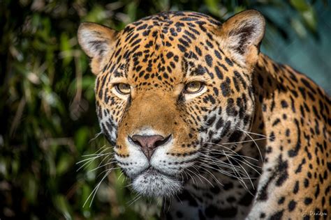 Hd Wallpaper Jaguar Face View Predator Big Cat