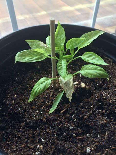 Tomato Plant Leaves Limp Thuem Garden Plant