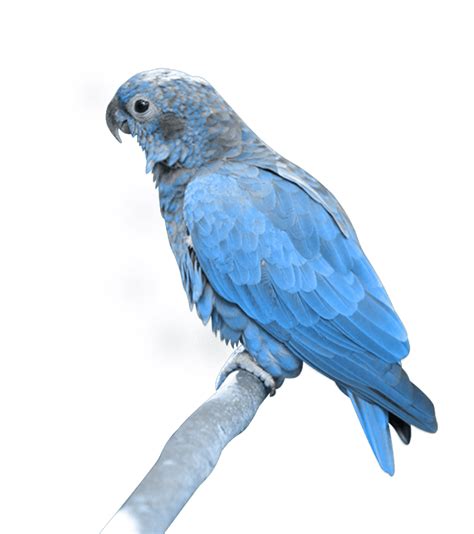 Download Blue Parrot Png Image Download Hq Png Image Freepngimg
